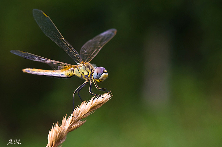 Sympetrum sanguineum?